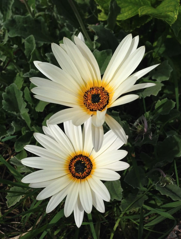 MARGARIDA AFRICANA