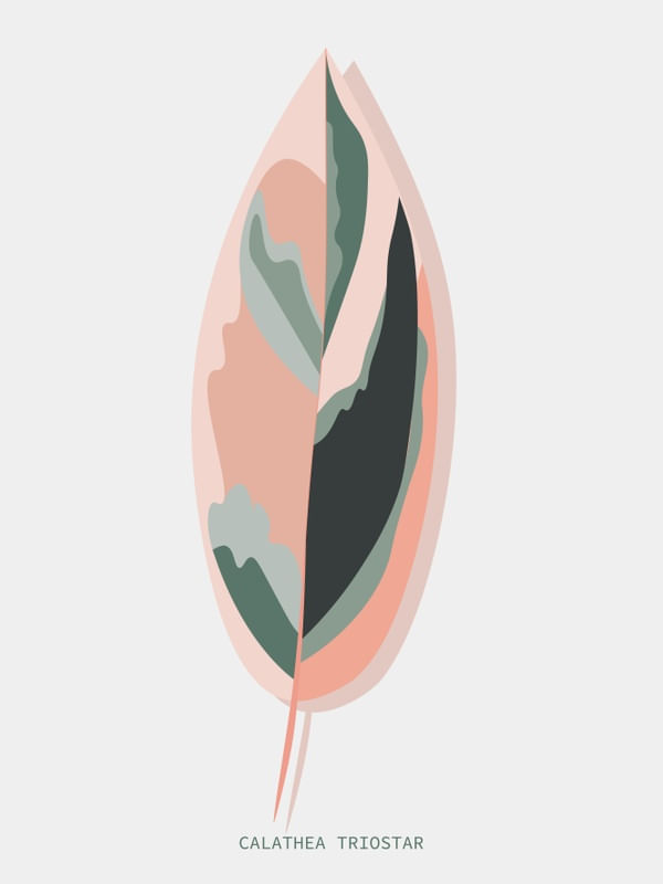 BOTÂNICA CALATHEA