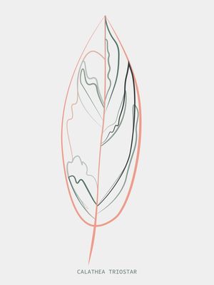BOTÂNICA CALATHEA MINIMALISTA