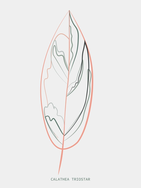 BOTÂNICA CALATHEA MINIMALISTA