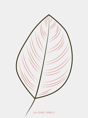 BOTÂNICA CALATHEA ORNATA MINIMALISTA