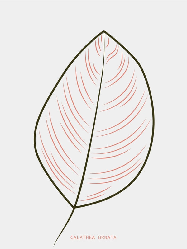 BOTÂNICA CALATHEA ORNATA MINIMALISTA