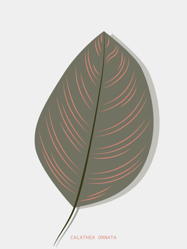 BOTÂNICA CALATHEA ORNATA
