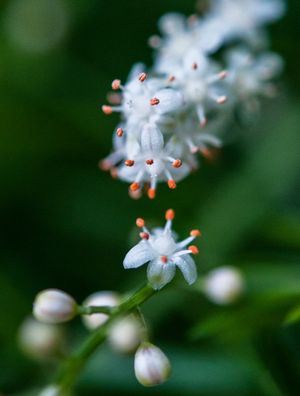 FLOR MACROART