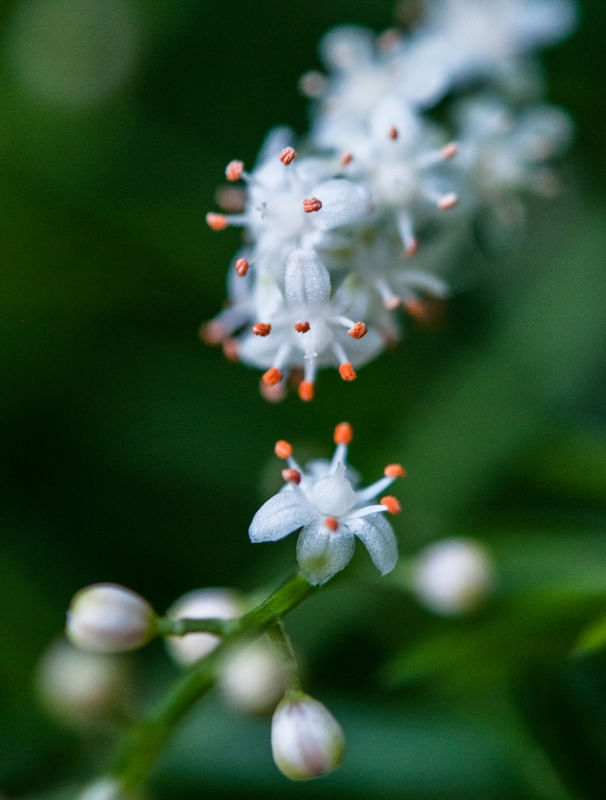 FLOR MACROART