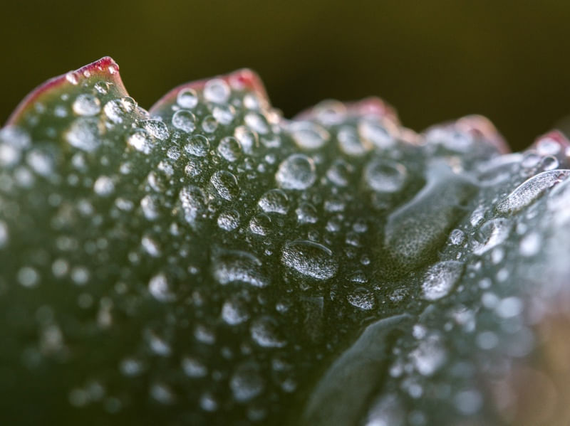 CACTOS MACRO