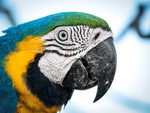 ARARA AZUL DO PANTANAL