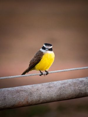 BEM TE VI DO PANTANAL