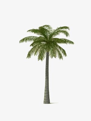 PALMEIRA MINIMALIST