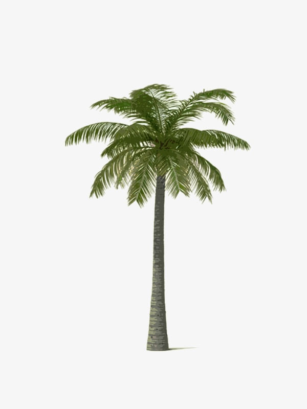 PALMEIRA MINIMALIST