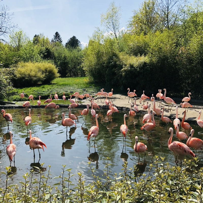 SWISS FLAMINGOS