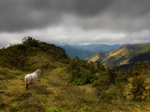 CAVALO APRECIANDO A PAISAGEM