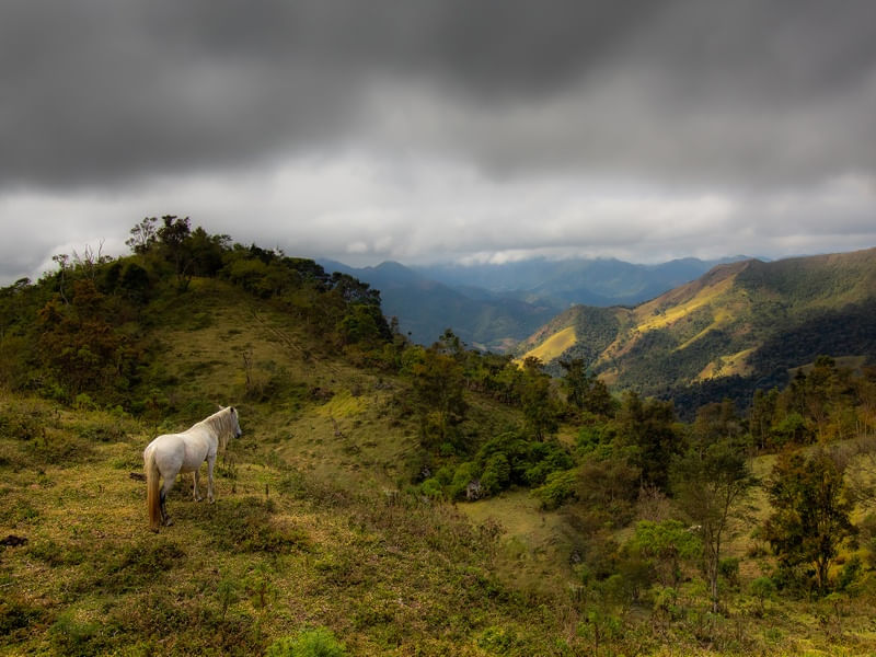CAVALO APRECIANDO A PAISAGEM