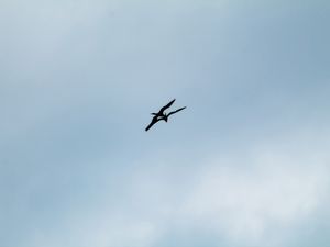 ENCONTRO DAS GAIVOTAS