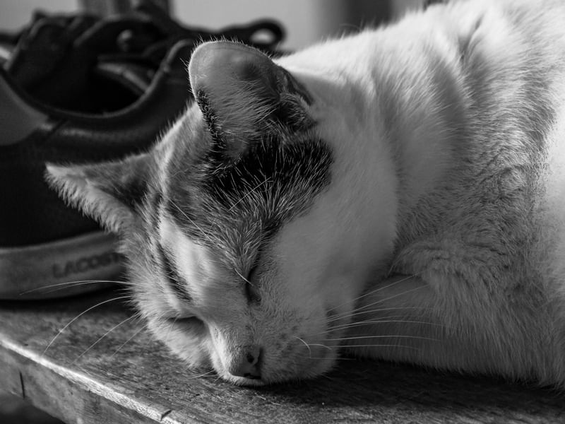 NATALINA - A GATA
