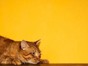 O GATO AMARELO NA PAREDE AMARELA