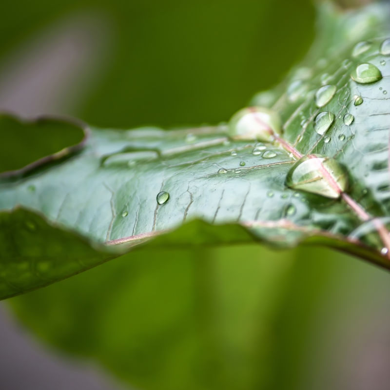 GOTAS DE ORVALHO EM FOLHAS