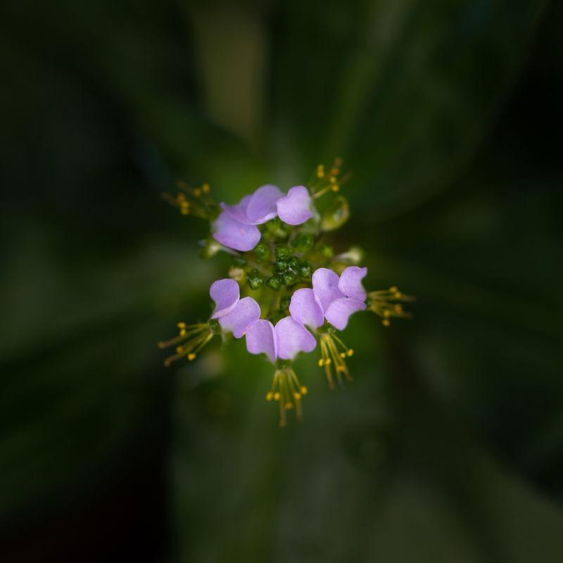 PEQUENA FLOR LILÁS