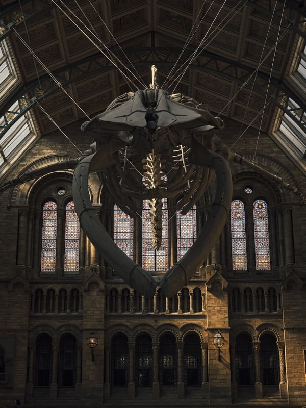 MUSEU DE HISTÓRIA NATURAL DE LONDRES