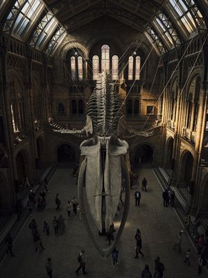 SAGUÃO DO MUSEU DE HISTÓRIA NATURAL DE LONDRES