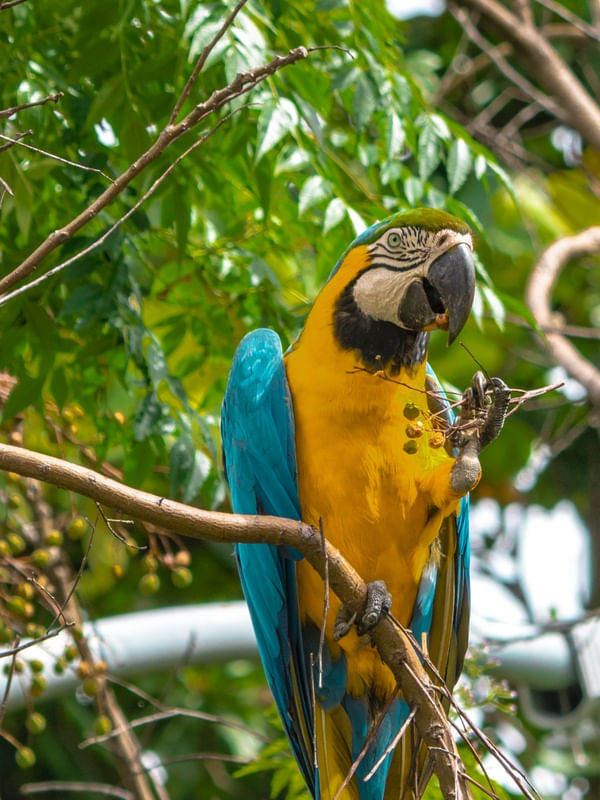ARARA AOS