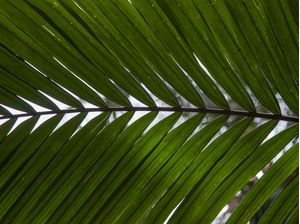 FOLHA TROPICAL 4791
