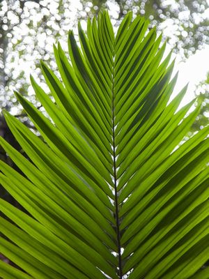 FOLHA TROPICAL 4794
