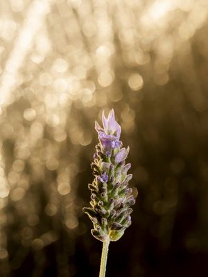 GALHO DE LAVANDA