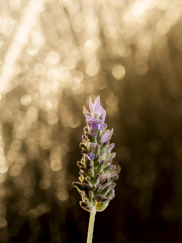 GALHO DE LAVANDA