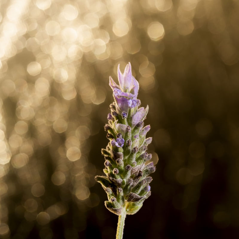GALHO DE LAVANDA - QUADRADO