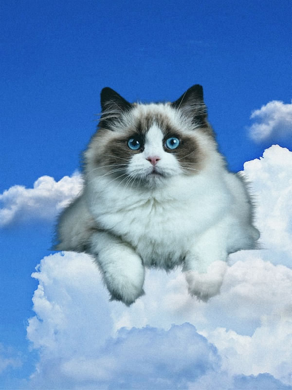 NUVEN DE GATO