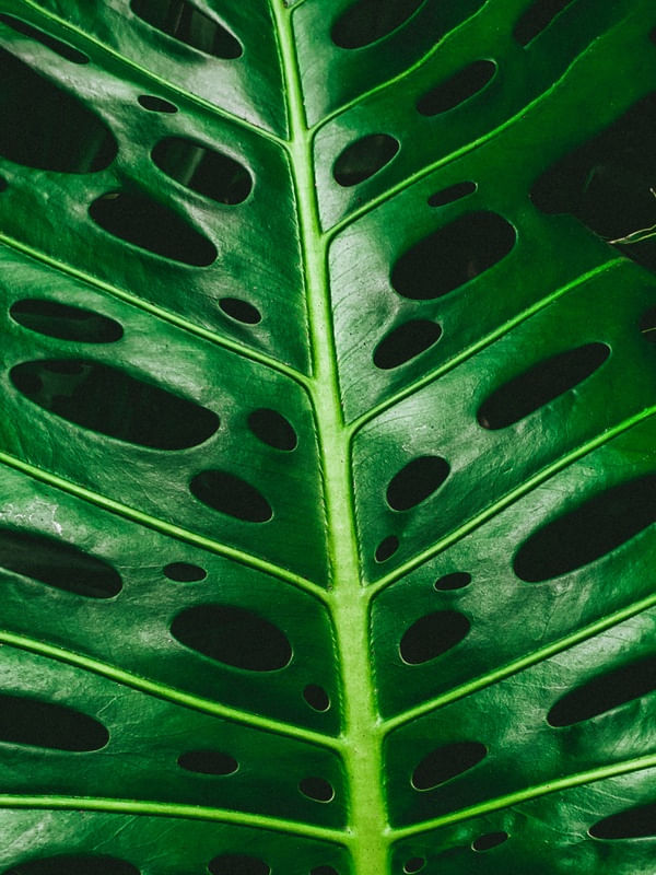 PLANTARUM MONSTERA