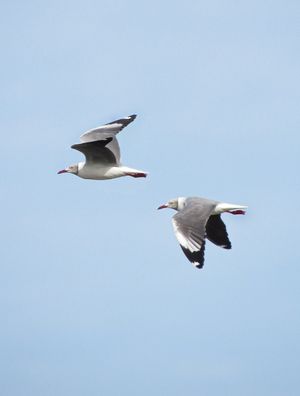 GAIVOTAS DE CABEÇA CINZA