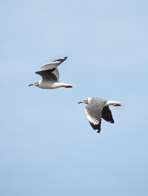 GAIVOTAS DE CABEÇA CINZA