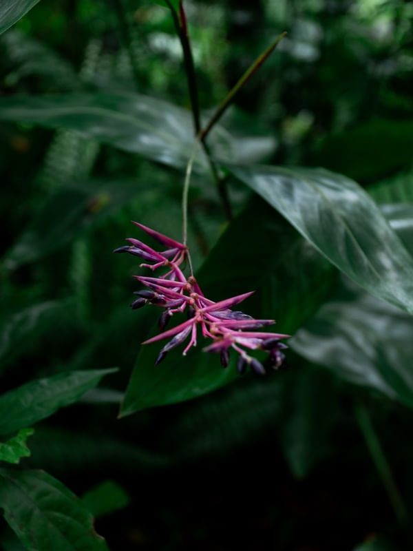 FLOR - RAIZ TANAKA
