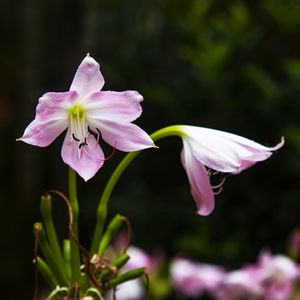 AÇUCENA 4814