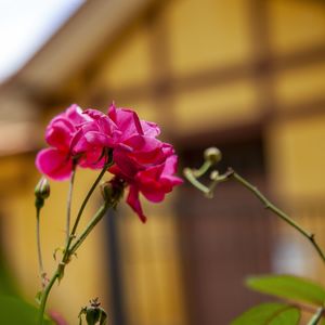 ROSAS 4797