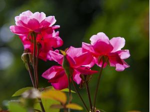 ROSAS 4802