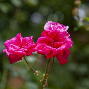 ROSAS 4805
