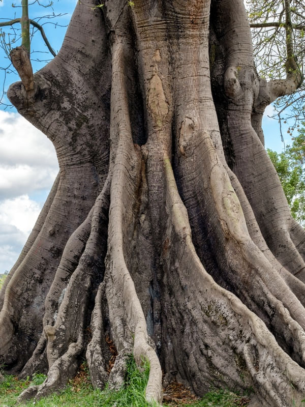 TRONCO DA SAMAUMEIRA