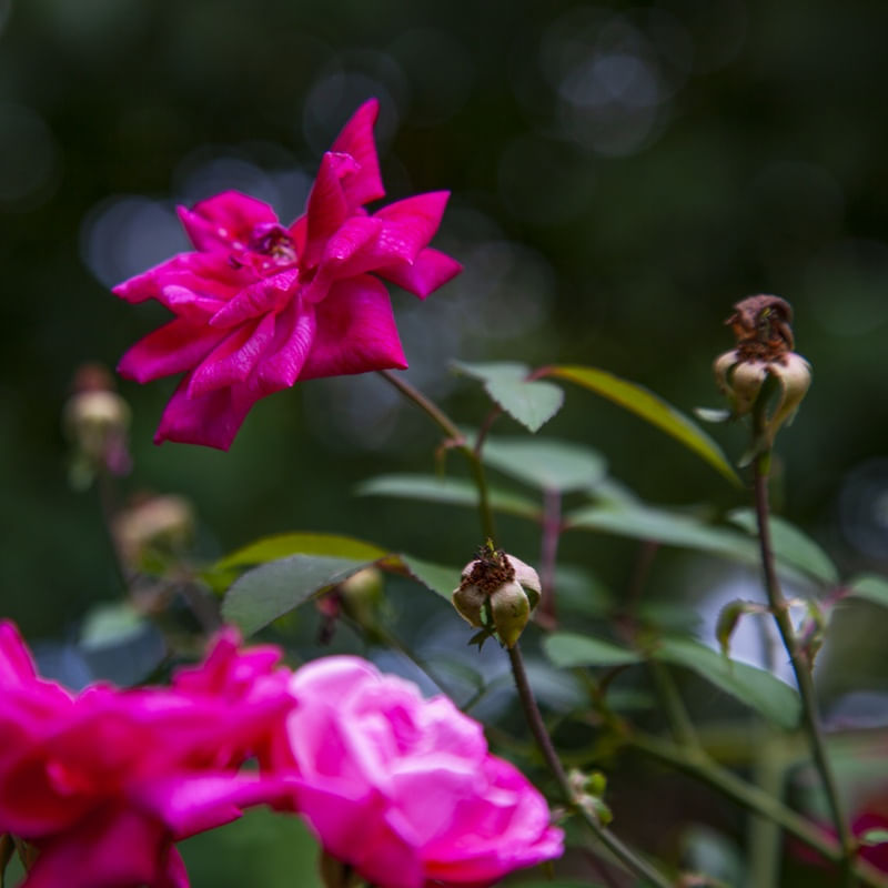 ROSAS 4807