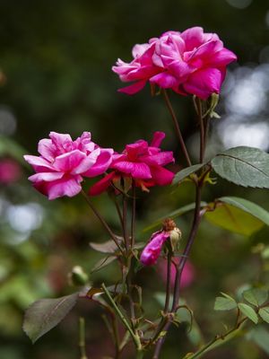 ROSAS 4808