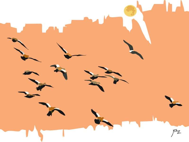 AVES ASAS