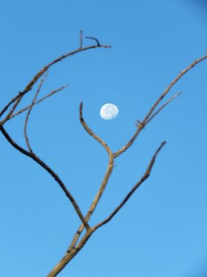 LUA ENTRE GALHOS