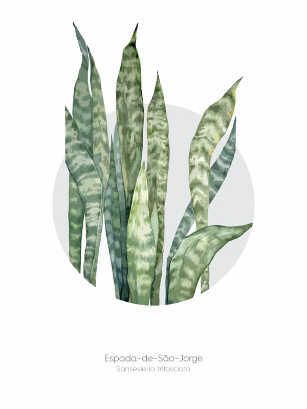 PLANTAS 01 ESPADA DE SÃO JORGE