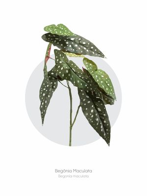 PLANTAS 04 BEGÔNIA MACULATA