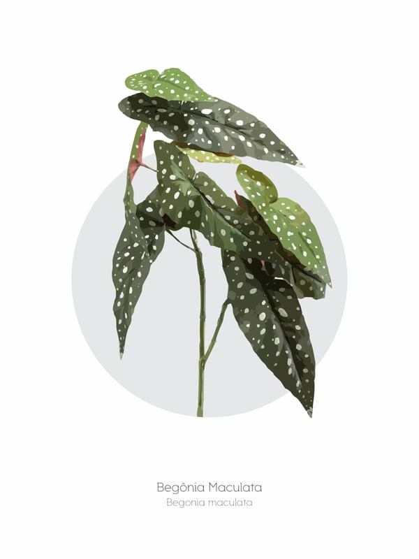 PLANTAS 04 BEGÔNIA MACULATA