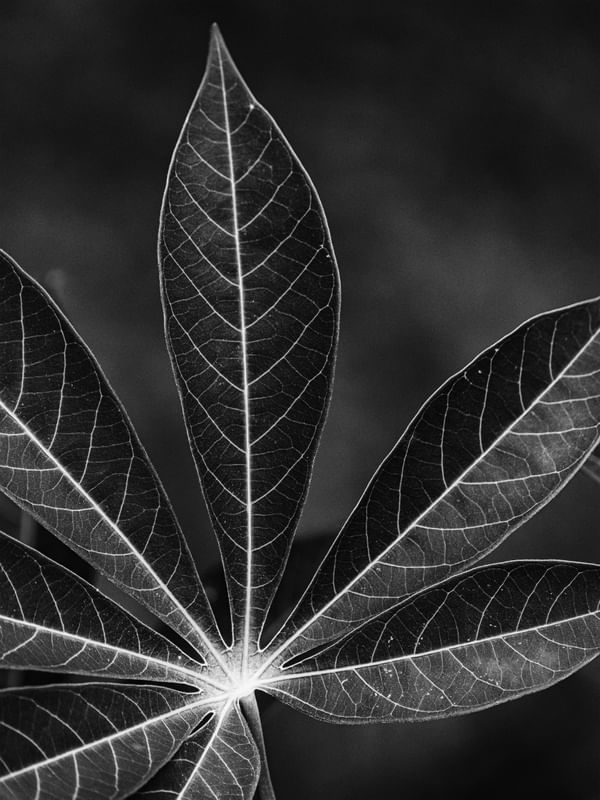 BW FOLIAGE