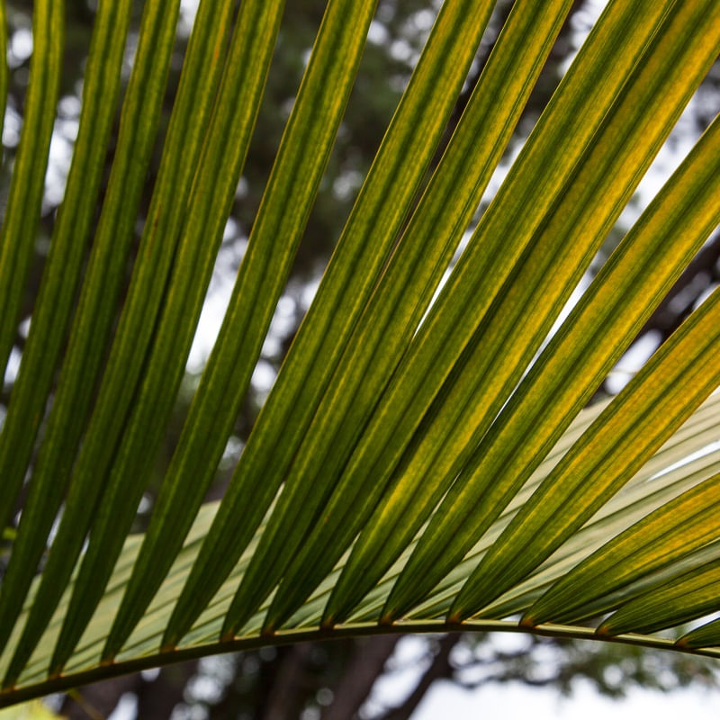FOLHA TROPICAL 4824