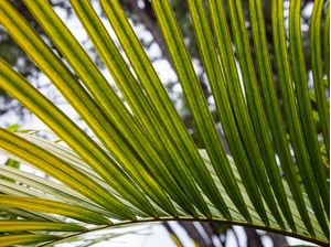 FOLHA TROPICAL 4825